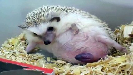 Funny Animals - Cute Porcupines #48 - Animals Video 2021