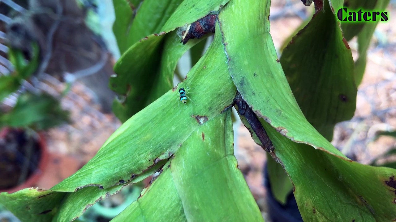 Banded phintella spider - Phintella vintata