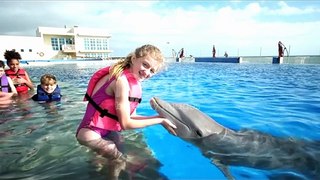 Dolphin  under water scene videos..