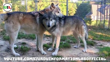 Mysterious Facts About Wolves in Urdu_Hindi __ Amazing Information About Wolf __ Animal Documentary