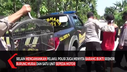 Pria Curi Burung Murai Terlilit Utang