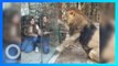 Kebun Binatang Ini Sediakan Kotak Kaca yang Bikin Singa Stres