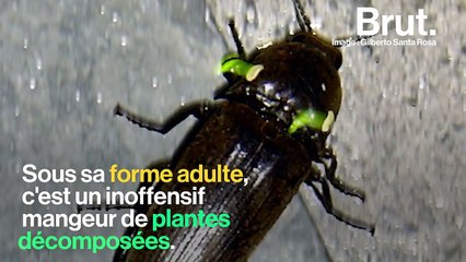 Quelles sont les étranges lumières qu'émettent les termitières du Cerrado ?