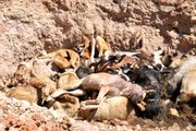 İBB hayvan barınağında vahşet: Telef olmuş onlarca kedi ve köpek toplu mezara koyuldu