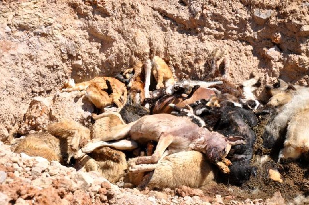 İBB hayvan barınağında vahşet: Telef olmuş onlarca kedi ve köpek toplu mezara koyuldu