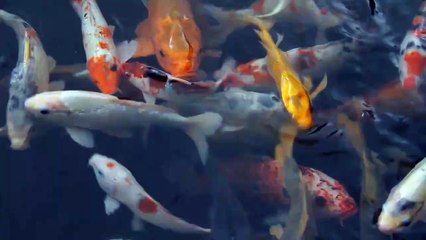 Flute Music _ Relaxing Flute Music _ Relaxation Music