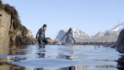 सुपरफूड कहलाने से खतरे में पड़ गया सीवीड