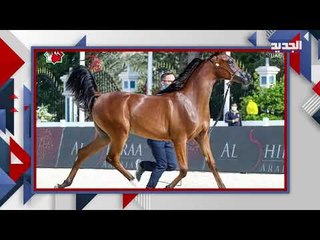 شاهد أجمل الخيول العربية والأجنبية تجتمع في معرض دبي للخيول
