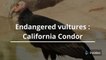 Endangered vultures : California Condor