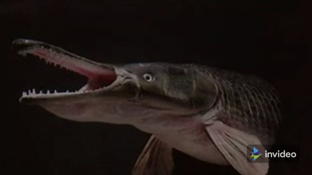Alligator Fish: Dangerous to the Ecosystem, but Protected by Law