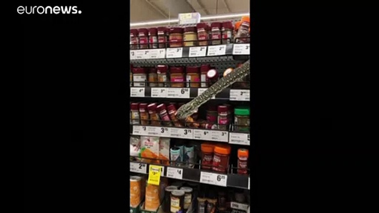 Schock zwischen Salz und Pfeffer: 3-Meter Schlange im Supermarkt