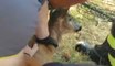 San Casciano in Val di Pesa (FI) - Liberato un capriolo rimasto impigliato in una rete (18.08.21)
