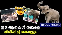 funny elephant stories-viral videos | Oneindia Malayalam