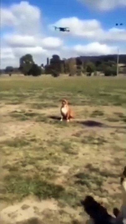 Nice Jump