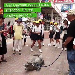 Monster Bet animals... different crocodile bet....