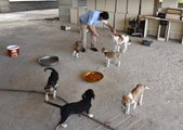 Son dakika haber | GAZİANTEP - Kastamonu'daki selden kurtarılan 12 yavru köpeği sahiplendirilmek üzere Gaziantep'e götürdü