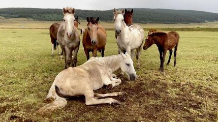 AYAĞI KIRILAN YILKI ATINI DİĞER ATLAR TERK ETMEDİ