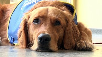 100%ige Trefferquote: Hund erschnüffelt Corona-Infizierte in Altenheim