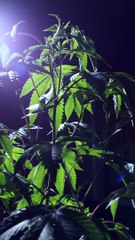 pexels-kindel-media-7667191