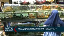 Sekelompok Anak di Bawah Umur Curi Ikan di Pasar Hewan, Pemilik Kios Rugi Puluhan Juta Rupiah