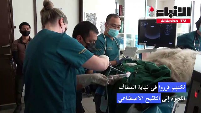 ولادة صغير باندا في حديقة حيوانات سنغافورة بعد تلقيح اصطناعي