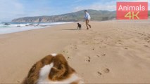 Fantastic Dog Prank romantic video with relaxing music  #animals #dogs #funny #prankvideo #trending
