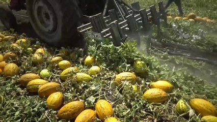 Muş Ovası'nda yetiştirilen kavunlar, çevre illere gönderiliyor