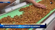 La sequía pone en peligro la producción de almendras
