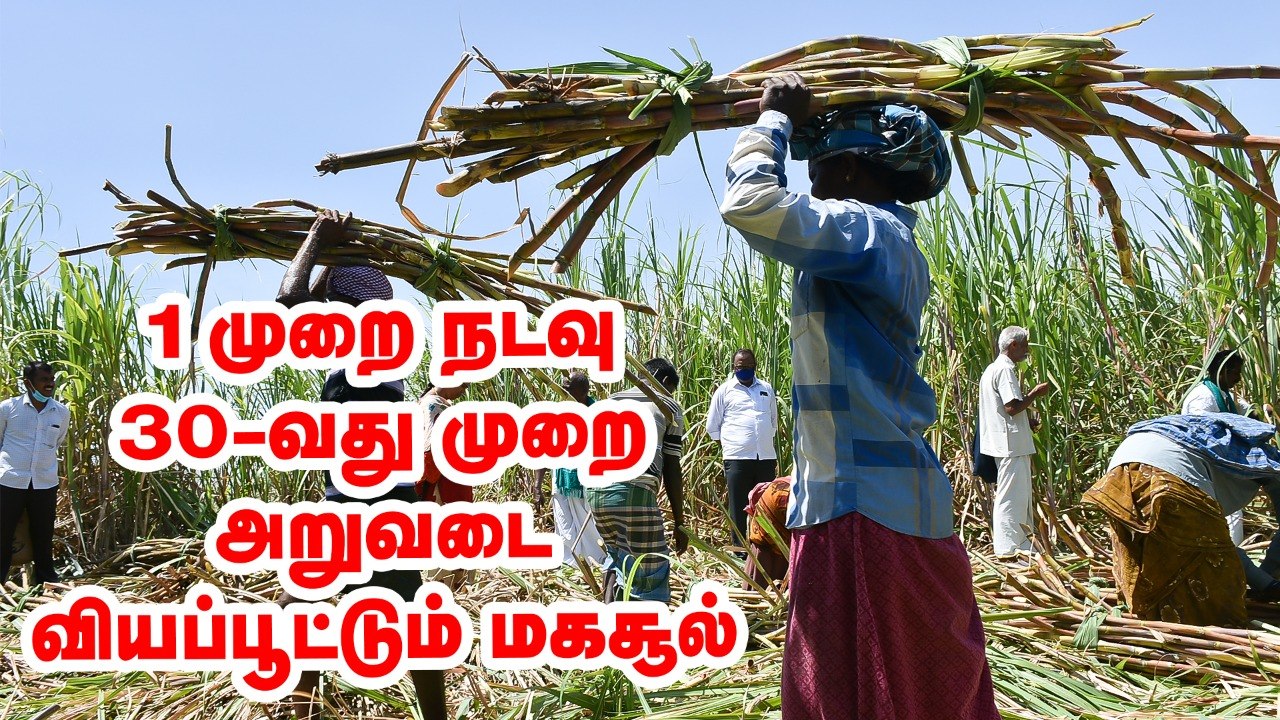 '100-வது முறை கூட கரும்பை அறுவடை செய்வேன்' - சவால் விடும் விவசாயி!