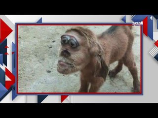 بالفيديو: ماعز براس قرد لاول مرة  تثير الخوف .. وطبيب مصري يكشف سرها !