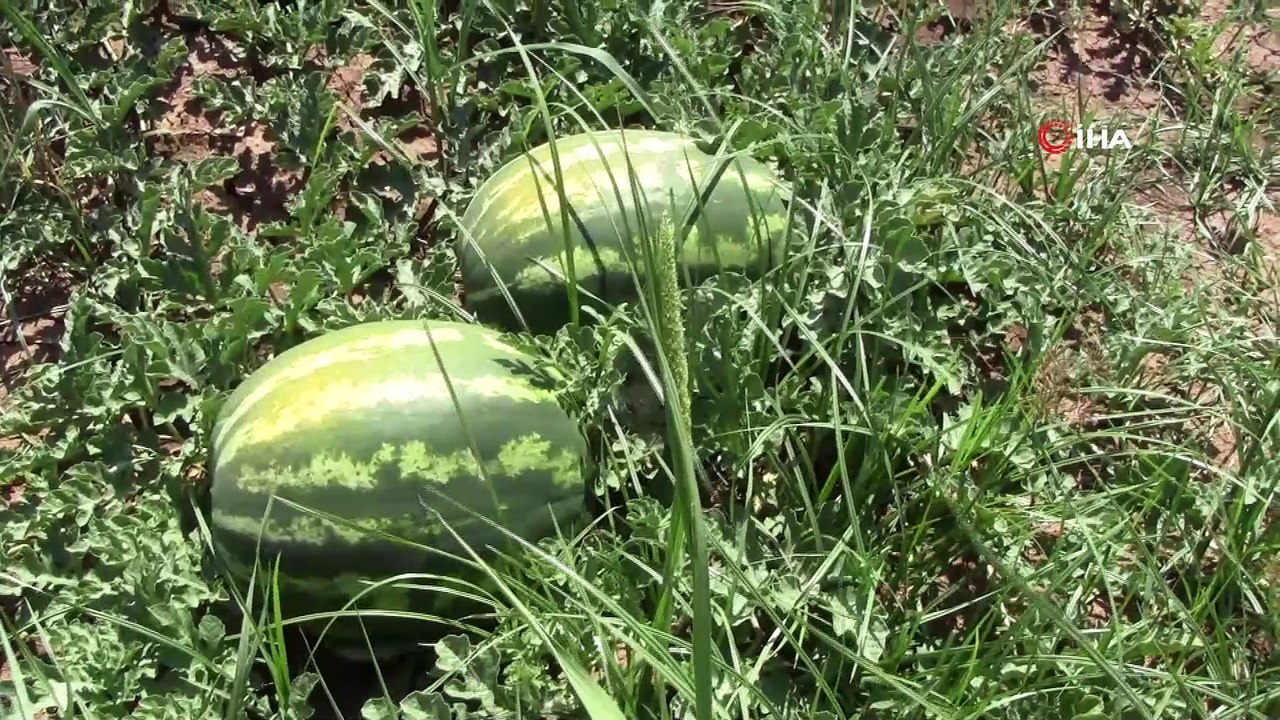 Yüzü gülen karpuz tüccarı çiftçiyi hediyeye boğdu
