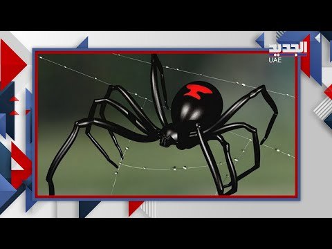 رعب في الامارات بعد وصول كائن مخيف من استراليا الى دبي .. ما قصته و اليكم كيف تتصرفون ان تعرض لكم!