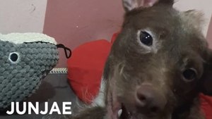 Meet Junjae, a most extraordinary dog
