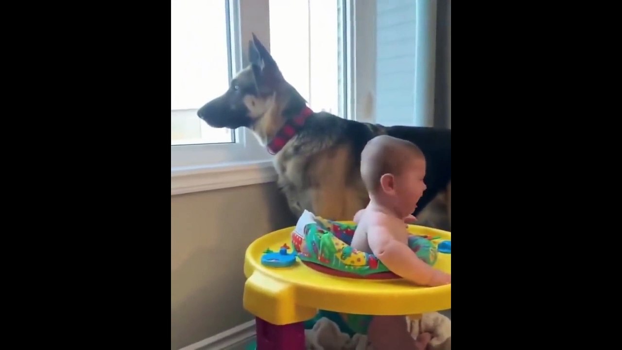 Funny and Cute German Shepherd Puppies Compilation #2 - Funniest GSD