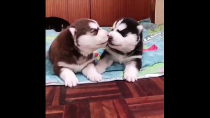 Funny And SOO Cute Husky Puppies Compilation #01 - Cutest Husky Puppy