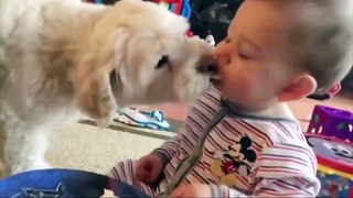 Cute Baby Playing With Funny Dogs - Cute and Funny Babies and Dogs Compilation