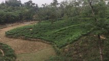 Tea garden,the bigest tea garden in bangladesh