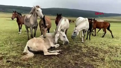 Ayağı kırılan yılkı atını diğer atlar terk etmedi