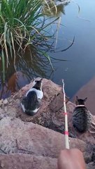 Best Fishing Video  Amazing Fishing  Tik Tok China