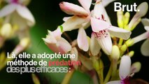 La mante orchidée est l'un des insectes les plus redoutables