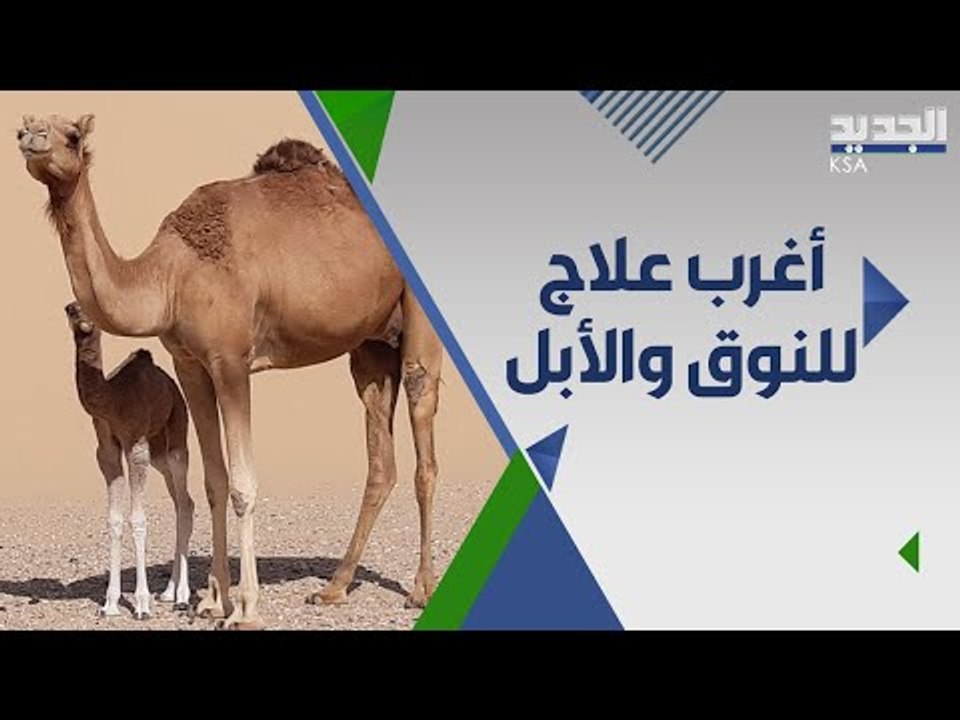 يجبرون النوق على إبتلاع الافاعي لعلاجها من مرض غريب ...اليكم اغرب القصص