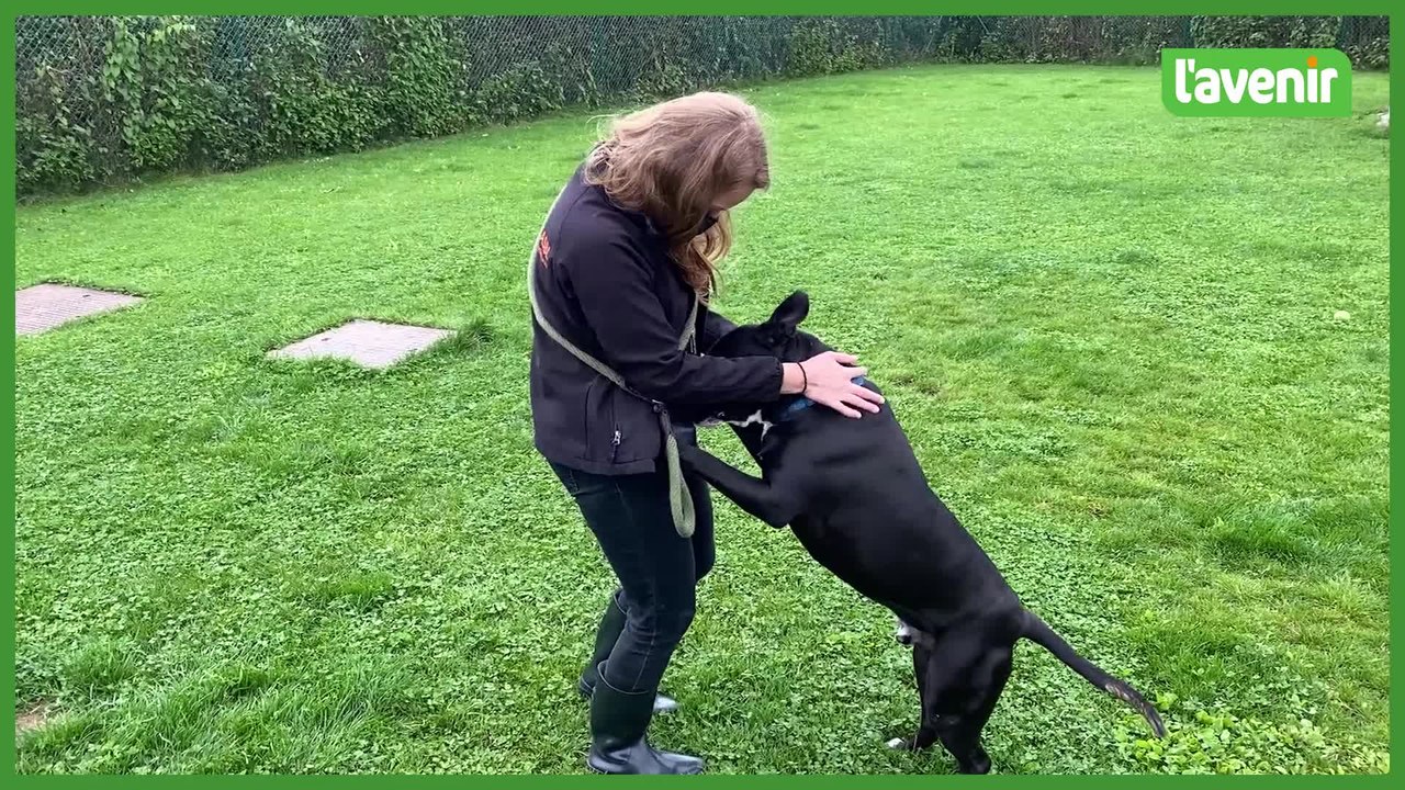 Covid : « La crise sanitaire a eu des impacts sur les animaux de compagnie »