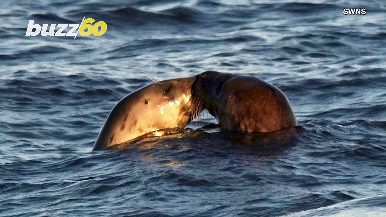 Adorable Photo Shows Two Seals Appearing To Share a Kiss!