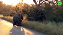 2 éléphanteaux jouent au milieu de la route. Adorable