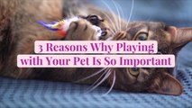 3 Reasons Why Playing with Your Pet Is So Important