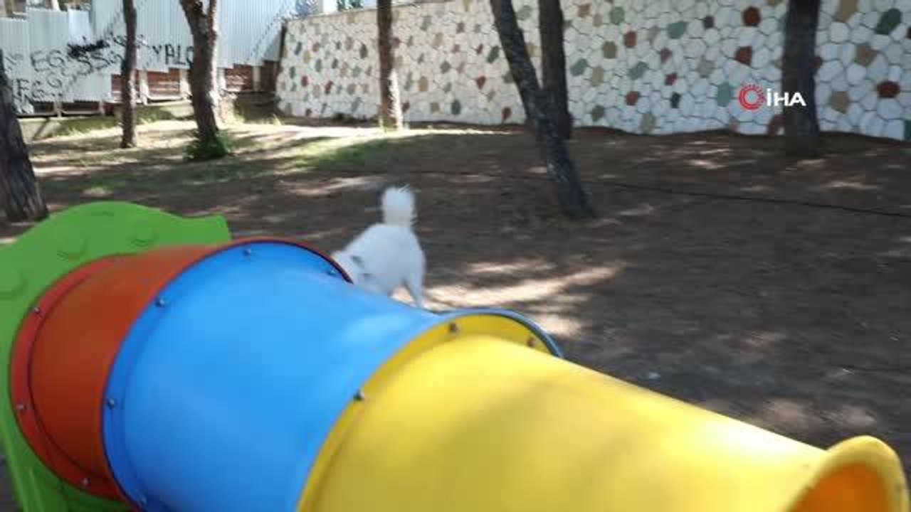 Evcil hayvanlar için "Can Dostum" oyun bahçesi