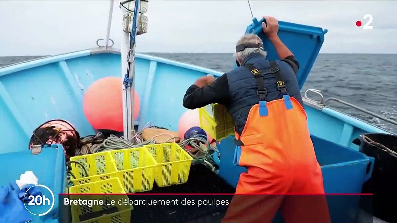 Bretagne : le poulpe envahit la baie de Quiberon