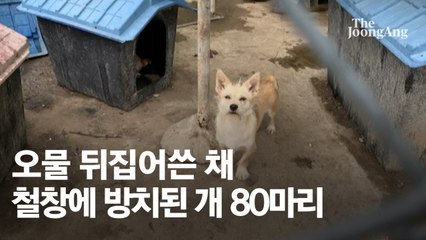 [르포] 폭염 속 오물 쓴채 갇히거나 죽은 개 80마리…견주 “동물학대 없었다” [영상]