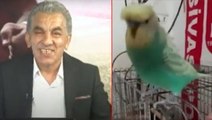 Televizyon tarihinde bir ilk! Spor programının açılış anonsunu muhabbet kuşu 