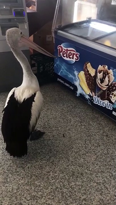 Polite Pelican Patiently Waits for Cold Treat